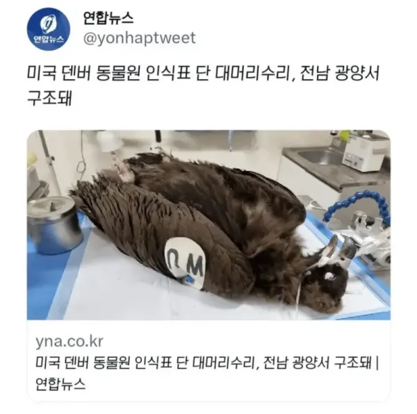 미국 동물원 대머리수리가 전남 광양서 구조돼