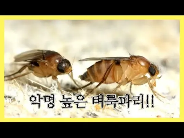 사실 모기보다 더 ㅈ같은 존재